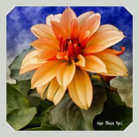 /album/fotogaleria-fotografia-macro/grdr-inpixio-inpixio-640x480-jpg/